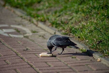 black crow eats cheese on pavers on a sunny dayの写真素材