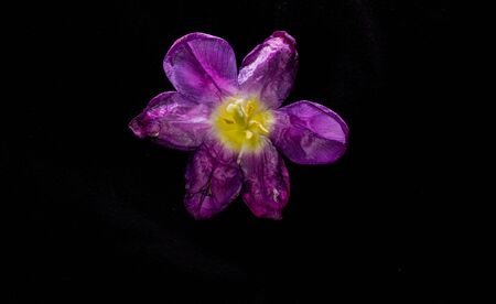purple tulip opened and isolated on black backgroundの写真素材