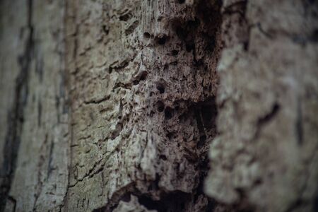 Dry tree without bark closeupの写真素材