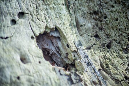 Dry tree without bark closeupの写真素材
