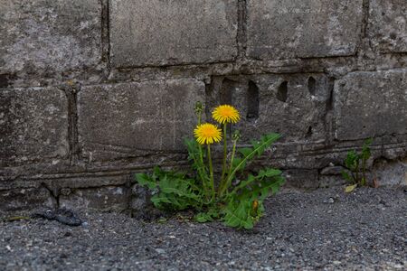 dandelion grew in the asphalt near the brick wall closeupの写真素材