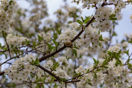 cherry blossom on blue sky backgroundの写真素材