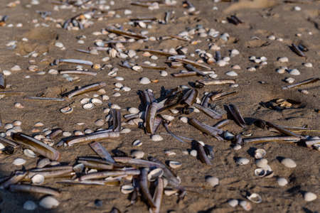 seashells on the wet sand of the North Sea coast in the Netherlands in early springの写真素材