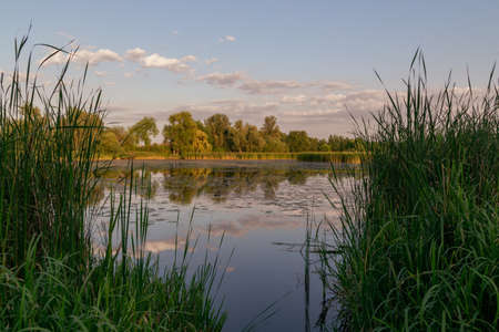view of the lake through the reeds at sunsetの写真素材