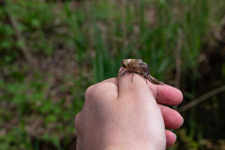 larva of a dragonfly on a hand on a green background