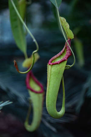 nepenthes close up on a dark backgroundの写真素材