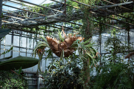 exotic plant grows without soilの写真素材