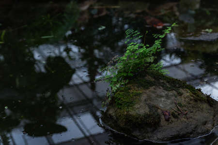 fern on a dark backgroundの写真素材