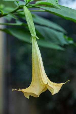 Closeup Yellow Datura Flowerの写真素材