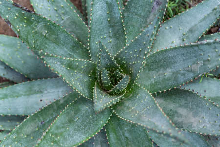 aloe close up from aboveの写真素材