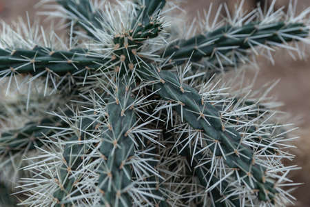 close up cactus needles, cactus spines and textureの写真素材