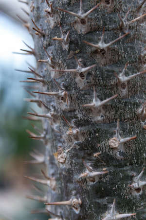 close up cactus needles, cactus spines and textureの写真素材
