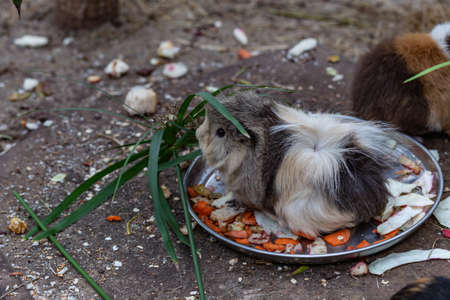purebred guinea pig eating greens and food