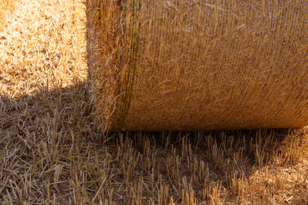 Wheat bales on agricultural fieldの写真素材