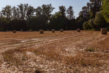 agricultural wheat field with bales on a background of blue sky