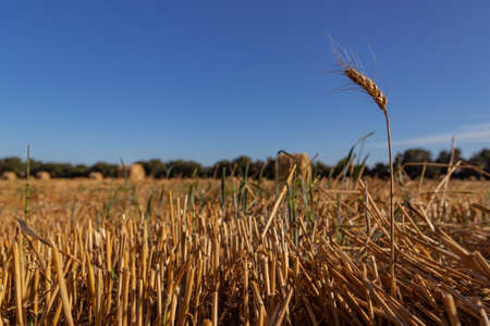 spikelet of wheat on a background of an agricultural field with bales of strawの写真素材