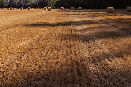 agricultural field with bales of straw on a background of blue sky in sunny weatherの写真素材