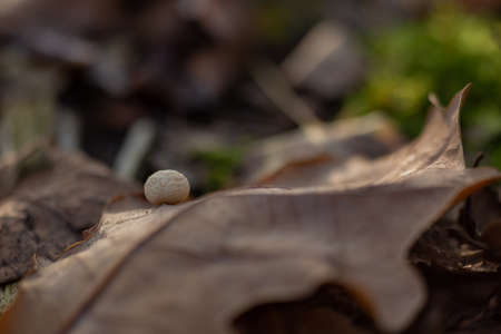 toadstool mushroom on a dry oak leafの写真素材