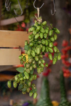 ripe hops close up without leaves