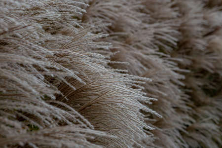 Maiden grass Miscanthus close upの写真素材
