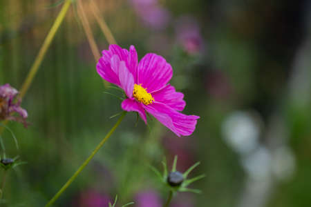 pink Cosmos Flower close up on a green backgroundの写真素材