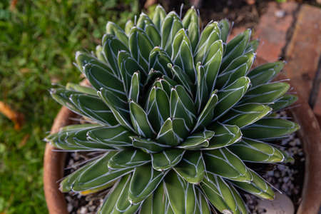 decorative agave close up in a potの写真素材