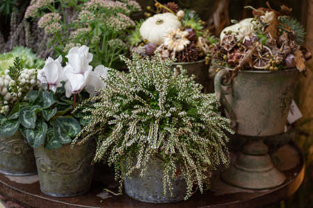 vase with decorative plants for decorationの写真素材