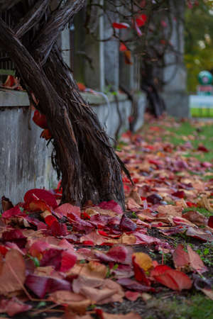 grape tree trunk with fallen red leaves and green grassの写真素材