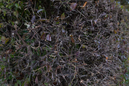 dry bush without leaves close upの写真素材