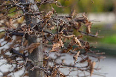 tree with dry leaves close up