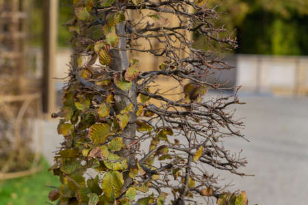 tree with dry leaves close upの写真素材
