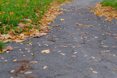 the walkway is covered with yellow fallen leavesの写真素材