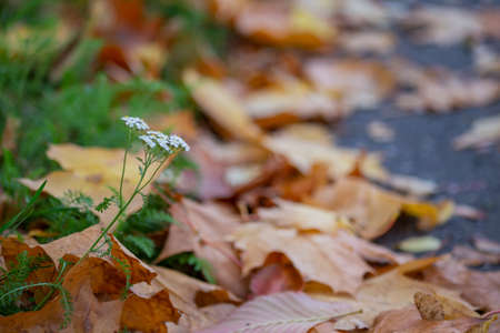 dry yellow autumn leaves close up