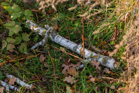 trunk of a fallen birch in the grass close upの写真素材