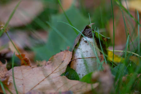 Toadstool mushrooms in the grass and yellow leaves in autumn