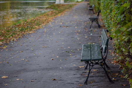 benches in a row in the park in autumnの写真素材