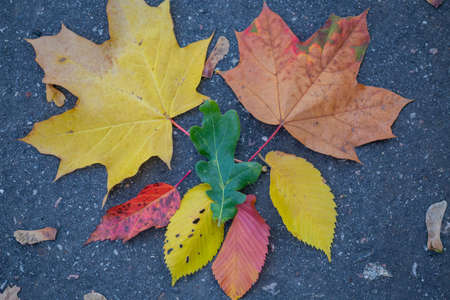 multicolored autumn leaves on a dark backgroundの写真素材