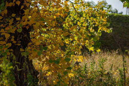 golden birch leaves in backlight in windy weather in autumnの写真素材