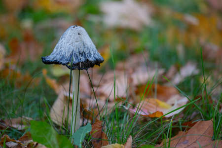Toadstool mushrooms in the grass and yellow leaves in autumn