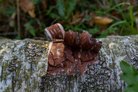 dry birch bark close up