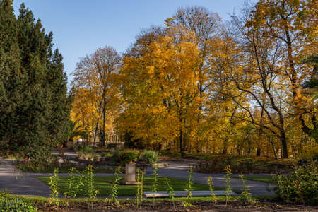 beautiful autumn park with yellow trees and green bushesの写真素材