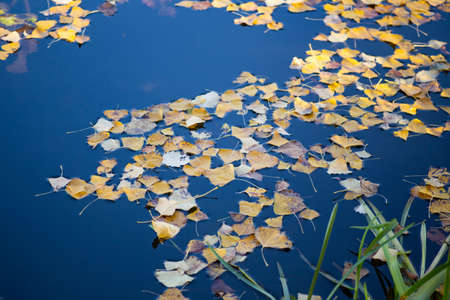 fallen yellow leaves on the water in autumnの写真素材
