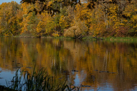 beautiful autumn landscape with a view of the lake from behind the treesの写真素材