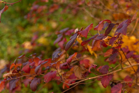 colored autumn leaves photo wallpaperの写真素材
