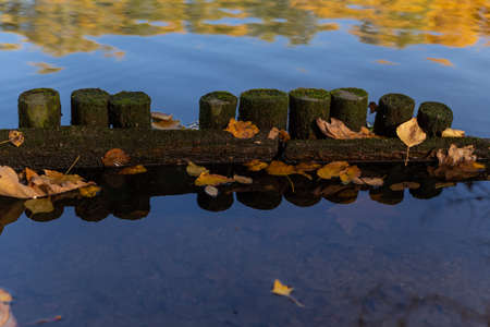 wooden old fence in the water with leavesの写真素材