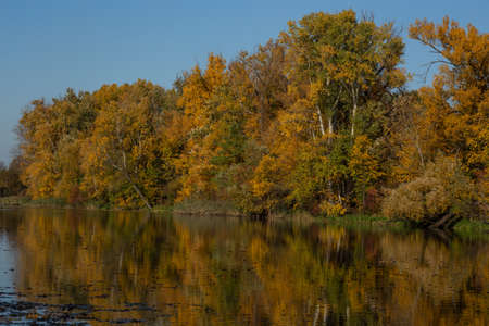 autumn landscape, trees with autumn golden leaves and blue sky reflected in the water, Wilanow Park Poland, a tributary of the Vistula Riverの写真素材