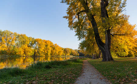 walkway between trees with yellow leaves in the park in autumn