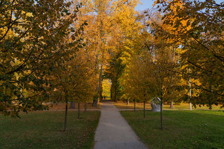 walkway between trees with yellow leaves in the park in autumnの写真素材