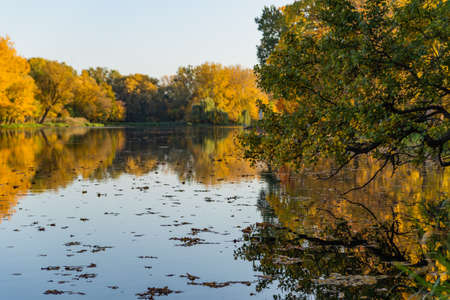 autumn landscape, trees with autumn golden leaves and blue sky reflected in the water, Wilanow Park...