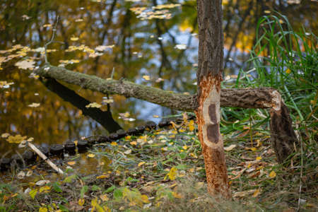 tree trunk bitten by beavers traces of beavers, autumn in the park